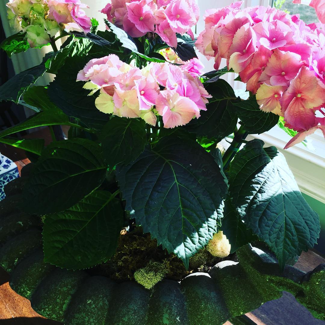 Good Sunday morning! My Kroger hydrangeas are looking pretty in this Georgia sunshine. Wherever you're starting your day hope it's a good one!