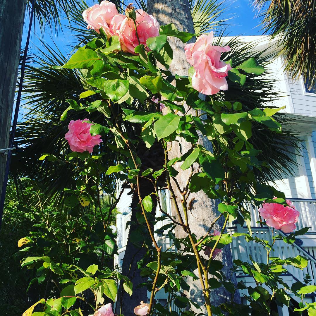 Had to stop to smell the roses while finishing my 10k steps on Tybee today
