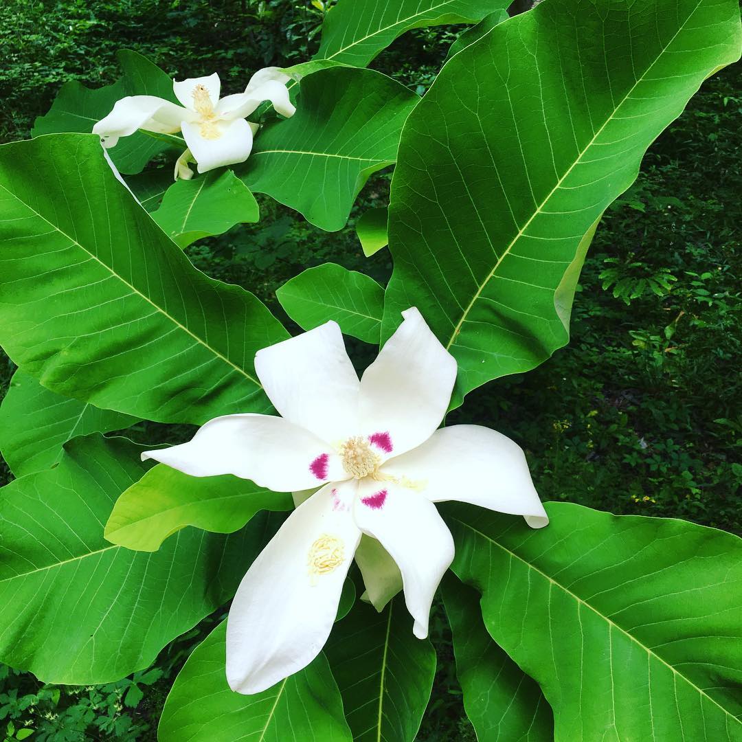 And then there was this: big-leaf magnolia. Blooms a foot across, with purple tinged center. And the most heavenly scent! How lucky you Birmingham peeps are to have a FREE asset like that in your midst