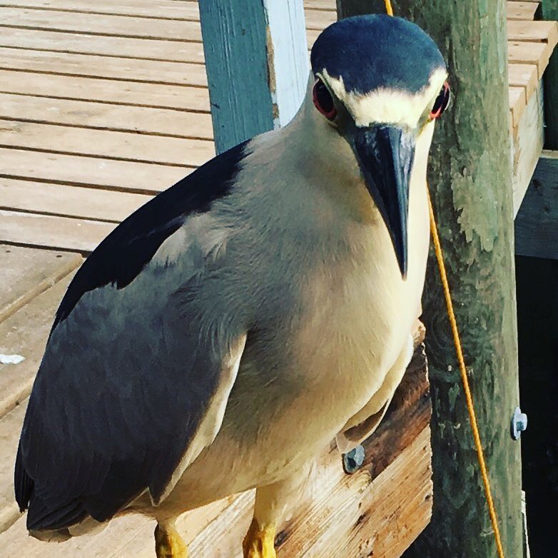 Angry bird: Florida edition. This guy is a night heron, who was hanging around a boat dock today, hoping for a hand-out.