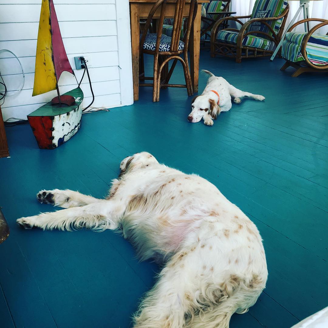 Wyatt and Ivy love chillaxing on the porch at Tybee